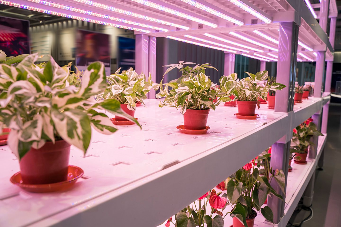 How You Can Use Grow Lights